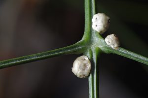 Scale Insects