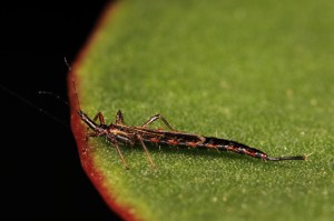 Thrips